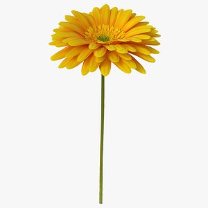 Yellow Gerbera Flower