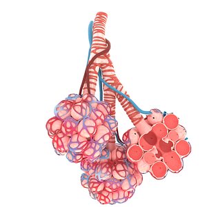 Alveolar sac anatomy 3D Model