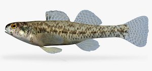 Etheostoma proeliare Cypress Darter male
