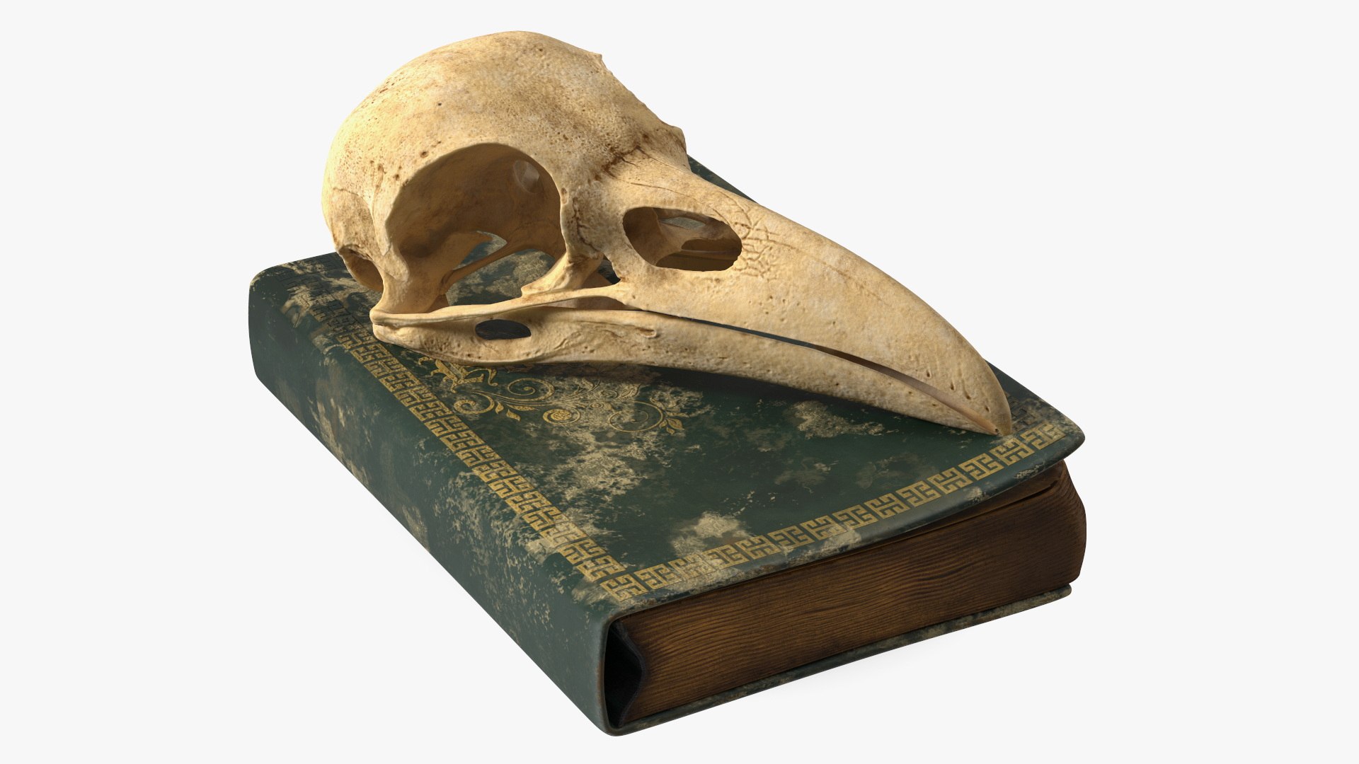 Dark Academia Book with Bird Skull model https://p.turbosquid.com/ts-thumb/XU/2Ec4lD/xt/dark_academia_book_with_bird_skull_002/jpg/1743572700/1920x1080/fit_q87/5834b3639236606a0d5c3e8b9ccde994e0501cfe/dark_academia_book_with_bird_skull_002.jpg