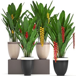 exotic plants heliconia 3D