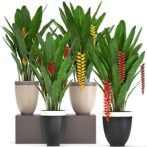 Collection Exotic plants Heliconia