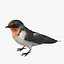 Hirundo Rustica 'Barn Swallow'