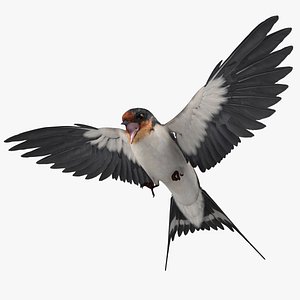 Hirundo Rustica 'Barn Swallow'