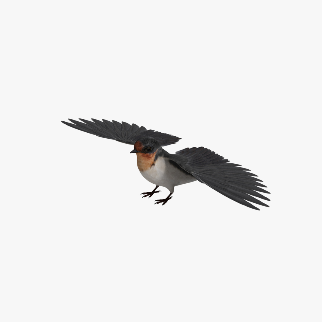 maya hirundo rustica barn swallow https://p.turbosquid.com/ts-thumb/XU/DmXeHd/HiPbXNt1/verttru/jpg/1373480837/1920x1080/turn_fit_q99/0b48e661e8464b87c0105ba7254cb01264f5c839/verttru-1.jpg