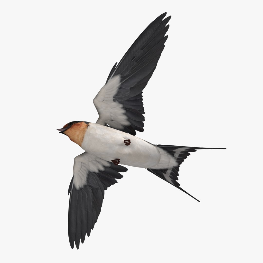maya hirundo rustica barn swallow https://p.turbosquid.com/ts-thumb/XU/DmXeHd/It0CcC27/r13/jpg/1373493820/1920x1080/fit_q87/06976220fe82ad53abe220877a59d6d0899ca163/r13.jpg