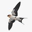 Hirundo Rustica 'Barn Swallow'