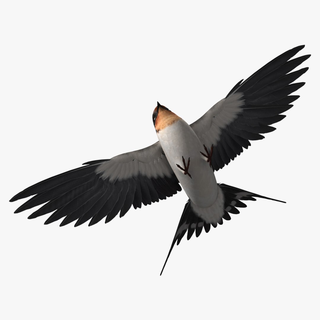 maya hirundo rustica barn swallow https://p.turbosquid.com/ts-thumb/XU/DmXeHd/MPuY8Jht/r06/jpg/1373480302/1920x1080/fit_q87/fa6fd2dde65826c2d28227a1c2b71b8b5aa26ccd/r06.jpg