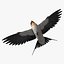 Hirundo Rustica 'Barn Swallow'