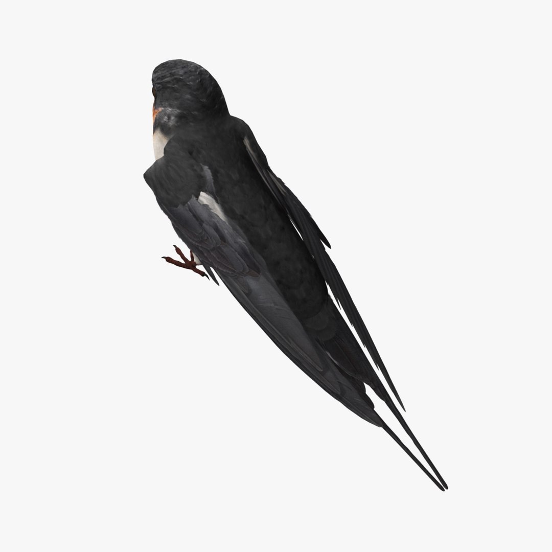 maya hirundo rustica barn swallow https://p.turbosquid.com/ts-thumb/XU/DmXeHd/NJXHwqhL/r10/jpg/1373480302/1920x1080/fit_q87/9550f840d7b2d8429c43cffa74e18c2150727c19/r10.jpg