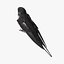 Hirundo Rustica 'Barn Swallow'