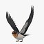Hirundo Rustica 'Barn Swallow'