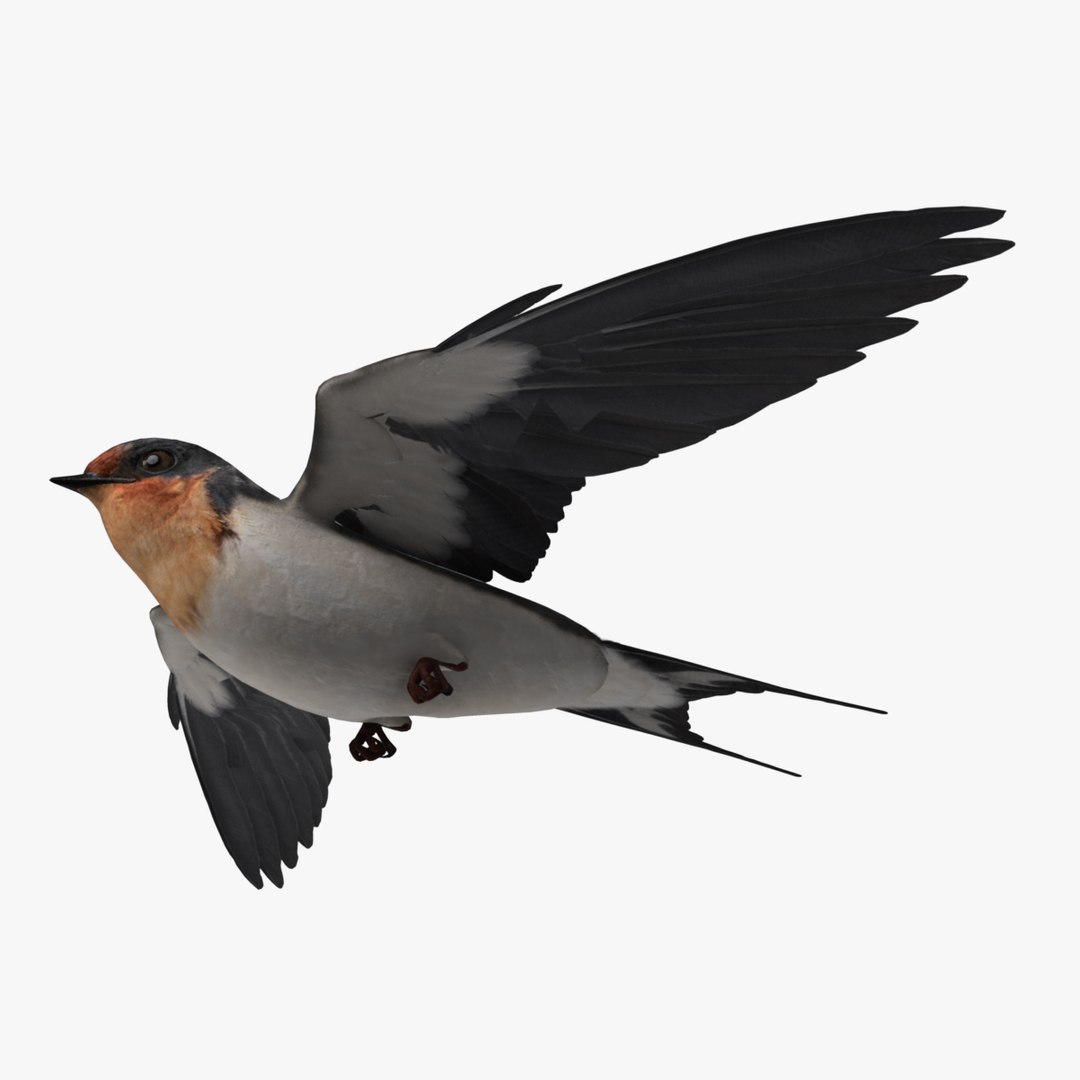 maya hirundo rustica barn swallow https://p.turbosquid.com/ts-thumb/XU/DmXeHd/WCzcHh0z/02/jpg/1373480301/1920x1080/fit_q87/9a315e41bc02c0b2215be5669e01e27cbe74207c/02.jpg