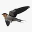 Hirundo Rustica 'Barn Swallow'