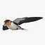 Hirundo Rustica 'Barn Swallow'