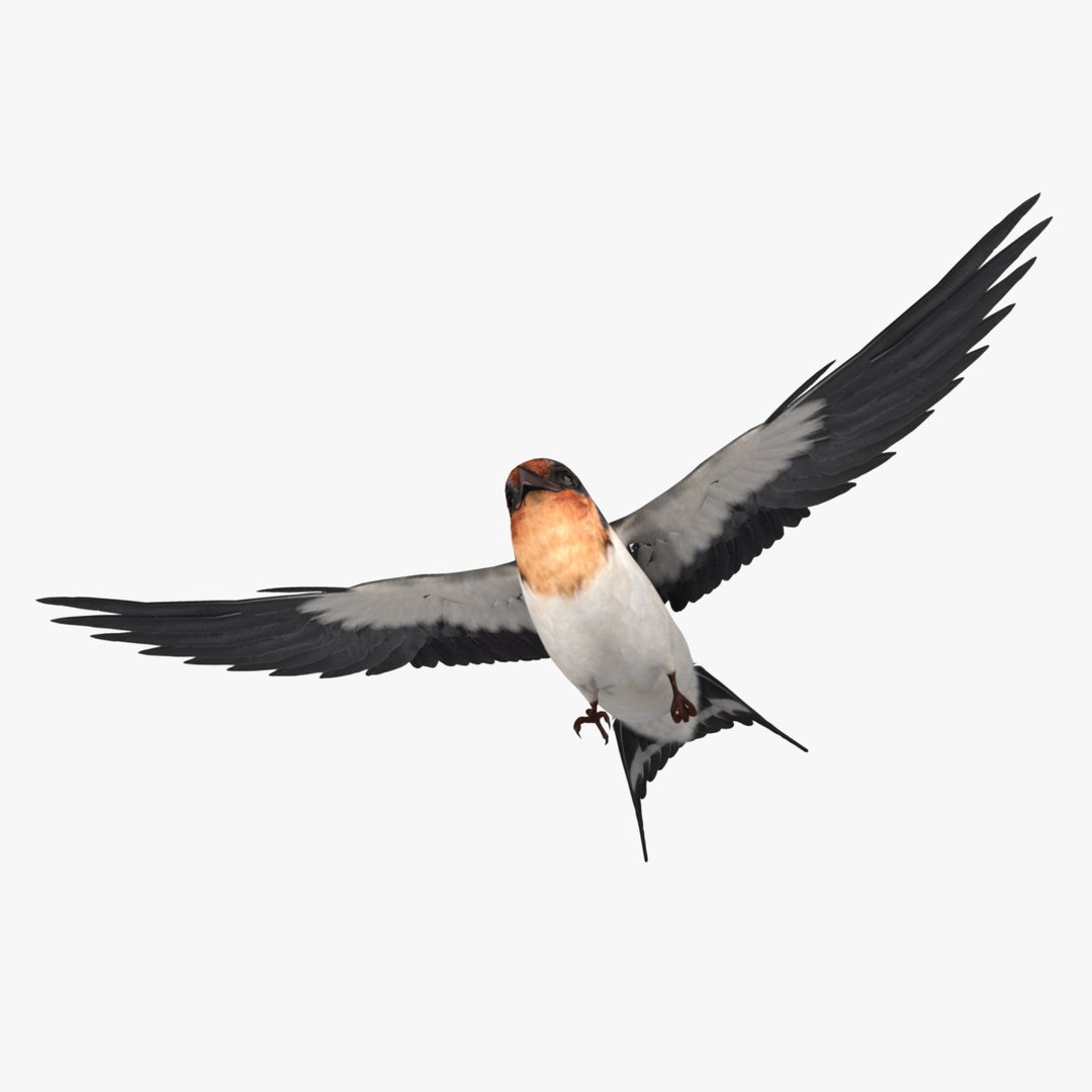 maya hirundo rustica barn swallow https://p.turbosquid.com/ts-thumb/XU/DmXeHd/iD9jUtxV/r04/jpg/1373480302/1920x1080/fit_q87/79e59ce34a9d95186e4955f8ee3da9ef2a6440ef/r04.jpg