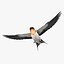 Hirundo Rustica 'Barn Swallow'