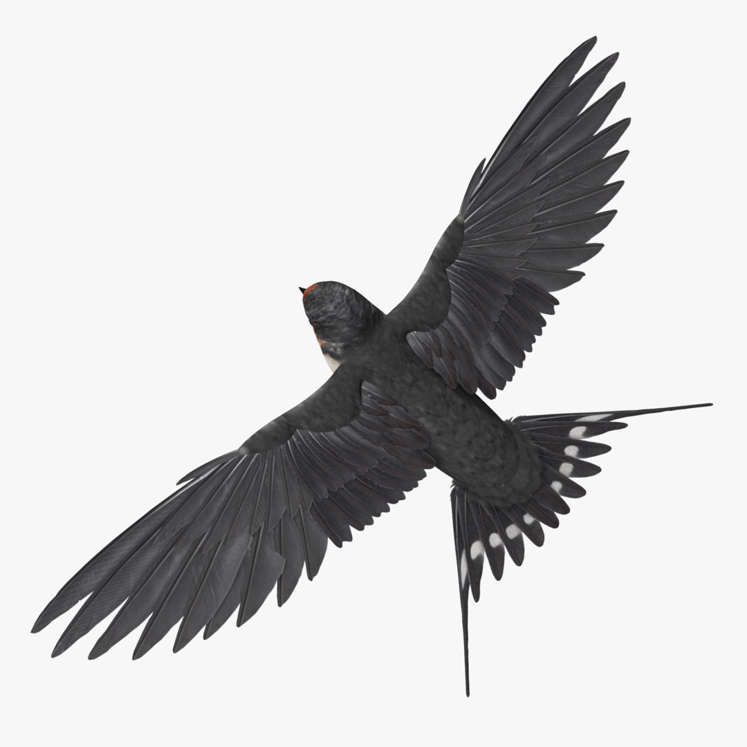 maya hirundo rustica barn swallow https://p.turbosquid.com/ts-thumb/XU/DmXeHd/lstoGlKu/r05/jpg/1373480302/1920x1080/fit_q87/d400f316ac76ee0297ea0548386d08a2b4b73536/r05.jpg