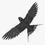 Hirundo Rustica 'Barn Swallow'