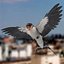 Hirundo Rustica 'Barn Swallow'