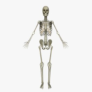 Human Skeleton And Ligaments