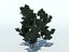 Tree pine