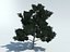 Tree pine