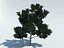 Tree pine
