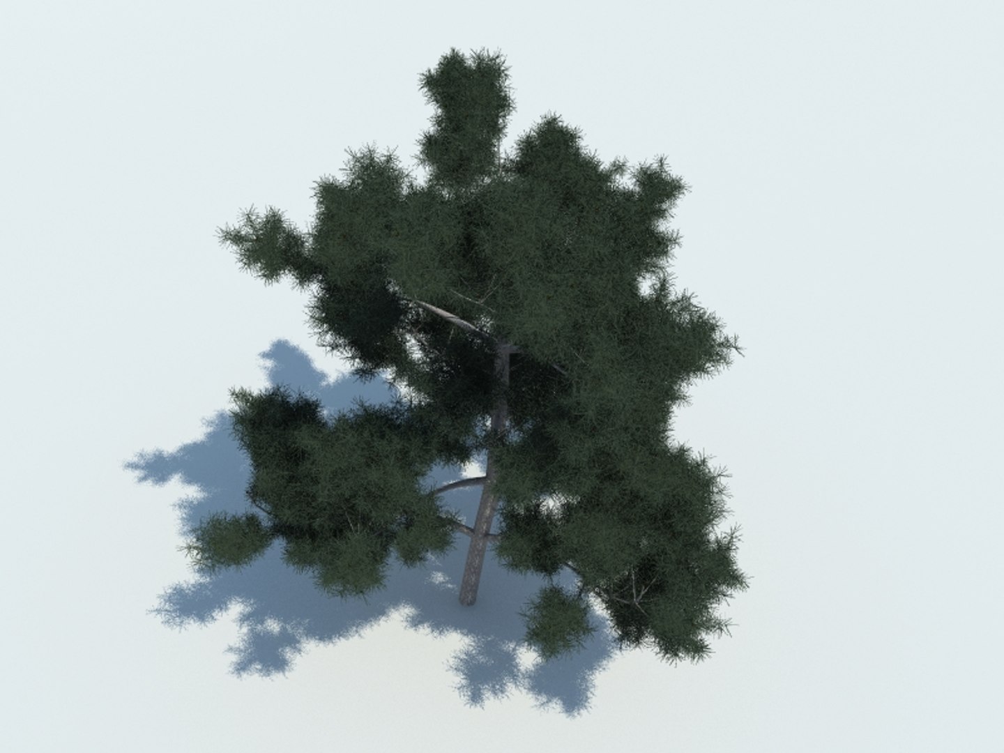 realistic pine tree 3d x https://p.turbosquid.com/ts-thumb/XU/Fl7b3K/xv8je3mH/5render/jpg/1426057504/1920x1080/fit_q87/681c2f22dafc1cf15add5d0c7547fc8040f97116/5render.jpg