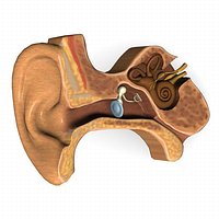 ear cut obj+text