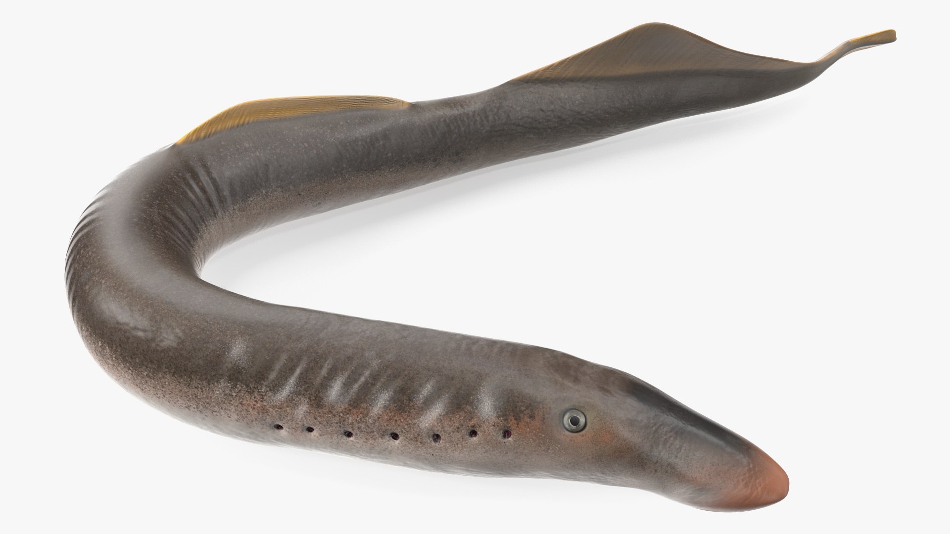 Lamprey Bent Pose 3D model preview