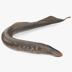 Lamprey Bent Pose