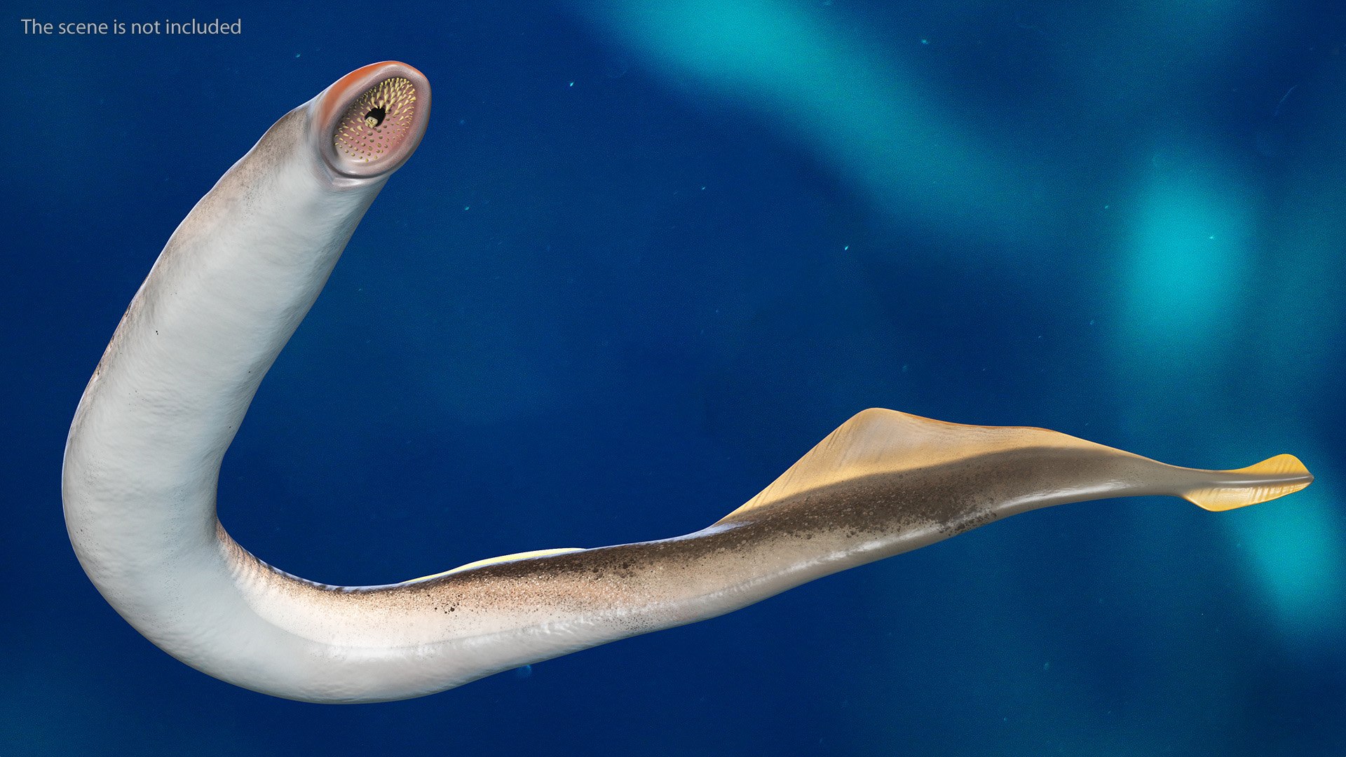 Lamprey Bent Pose 3D Model - TurboSquid 2187566