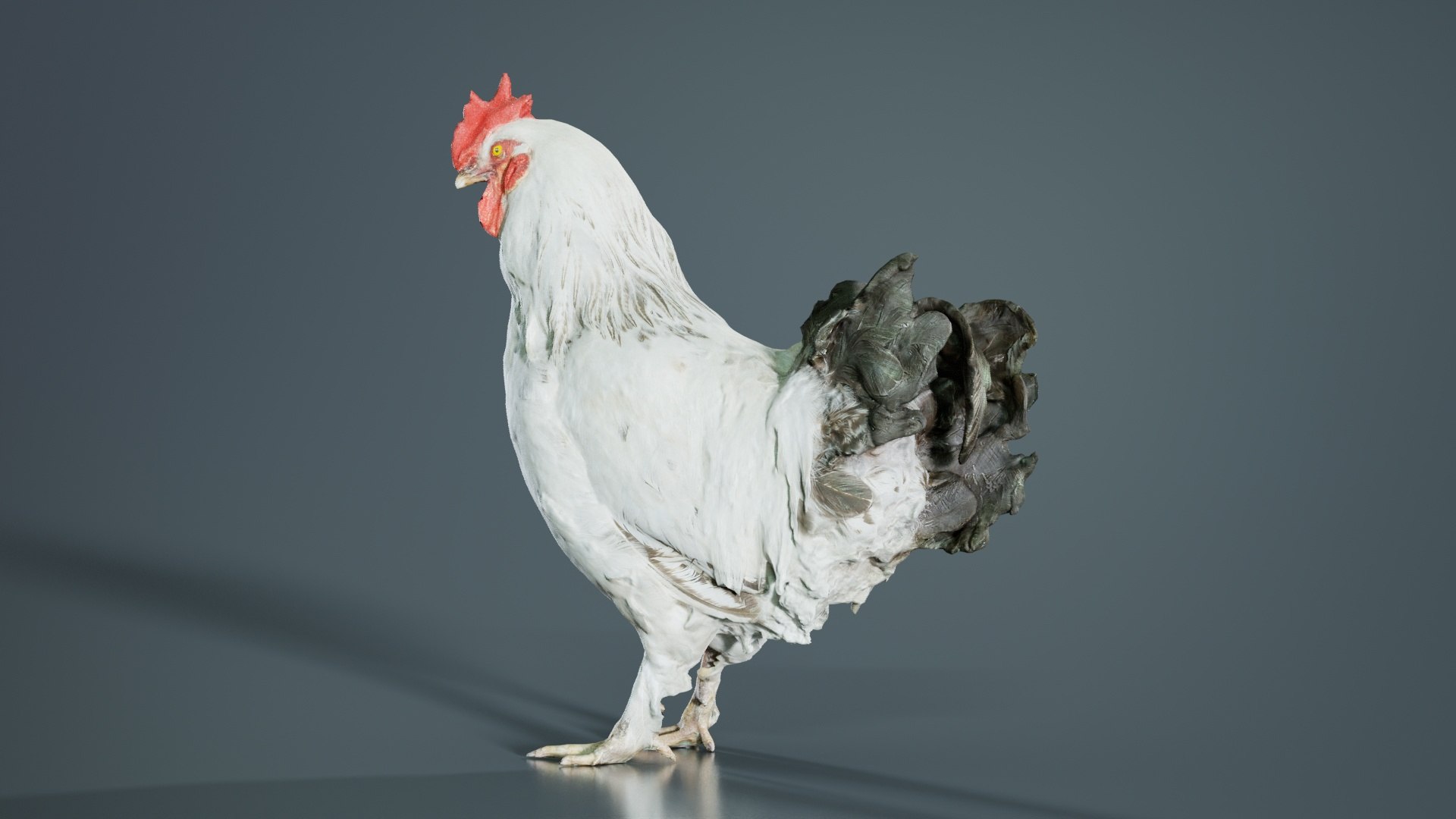 3D Model Brahma Rooster Remastered - TurboSquid 2359457