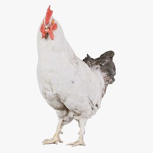 Brahma Rooster Remastered