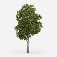 Greek Maple Tree 15m