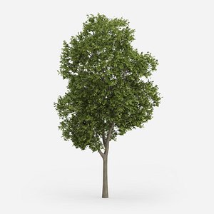 Greek Maple Tree 15m