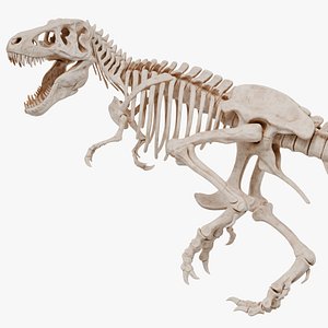 Tyrannosaurus Rex Skeleton 04 b