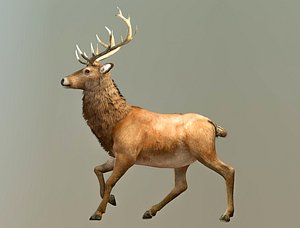 reindeer 3D model