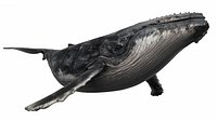 Humpback Whale