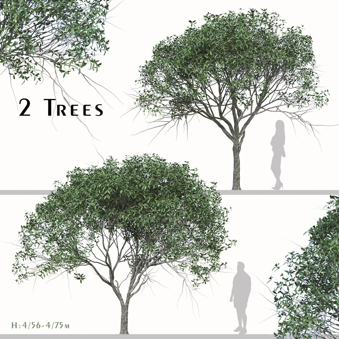 Set of Osmanthus Fragrans or Sweet Olive Tree  -  2 Tree model https://p.turbosquid.com/ts-thumb/XU/dQDvCx/h8/1/jpg/1668678199/1920x1080/fit_q87/ce00cf42c443119cafcb3d924a317bb3b95d46ab/1.jpg