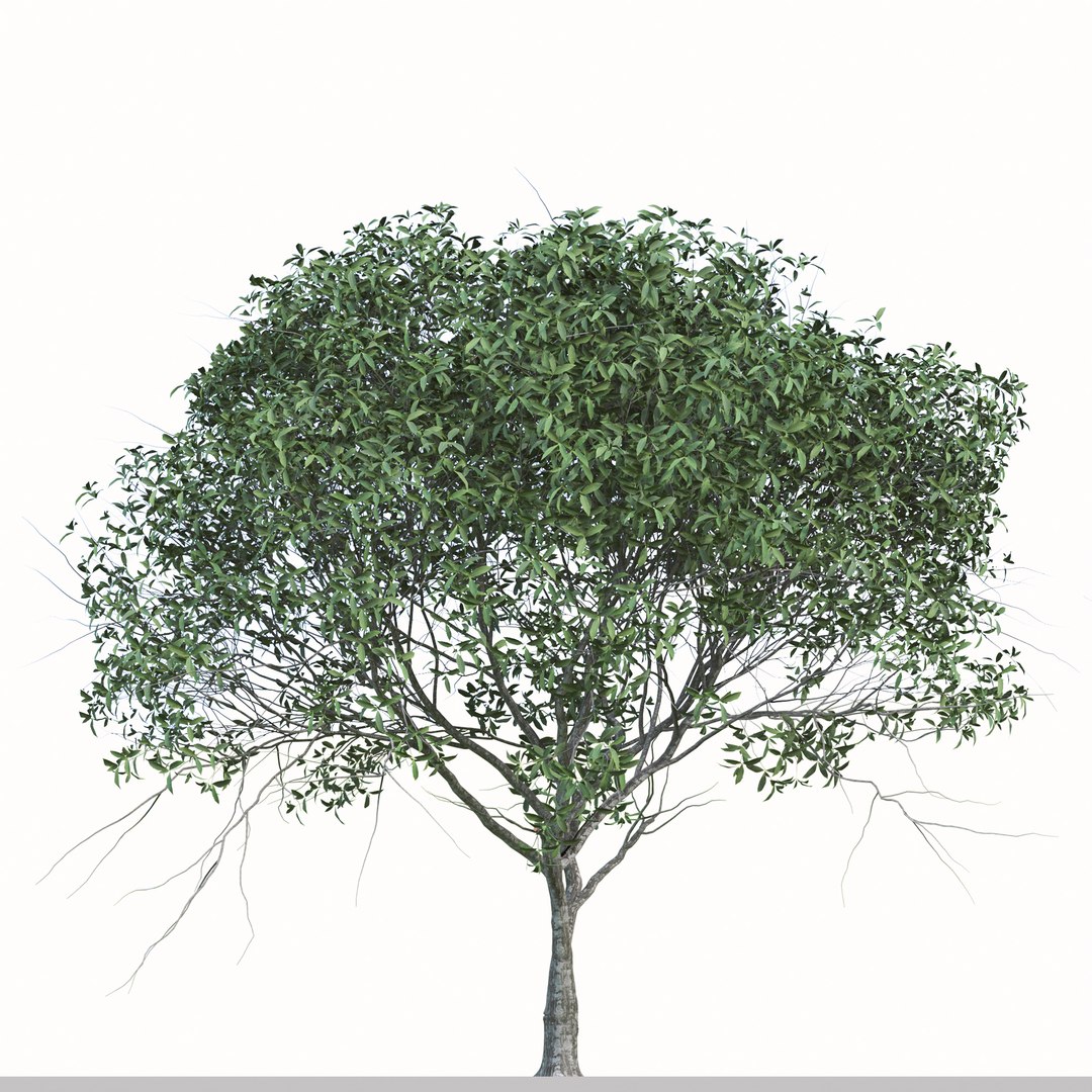 Set of Osmanthus Fragrans or Sweet Olive Tree  -  2 Tree model https://p.turbosquid.com/ts-thumb/XU/dQDvCx/t5/2/jpg/1668678188/1920x1080/fit_q87/dbf63dd00fb6b2f3beb9cc7abfe25de3ba3a0c5d/2.jpg