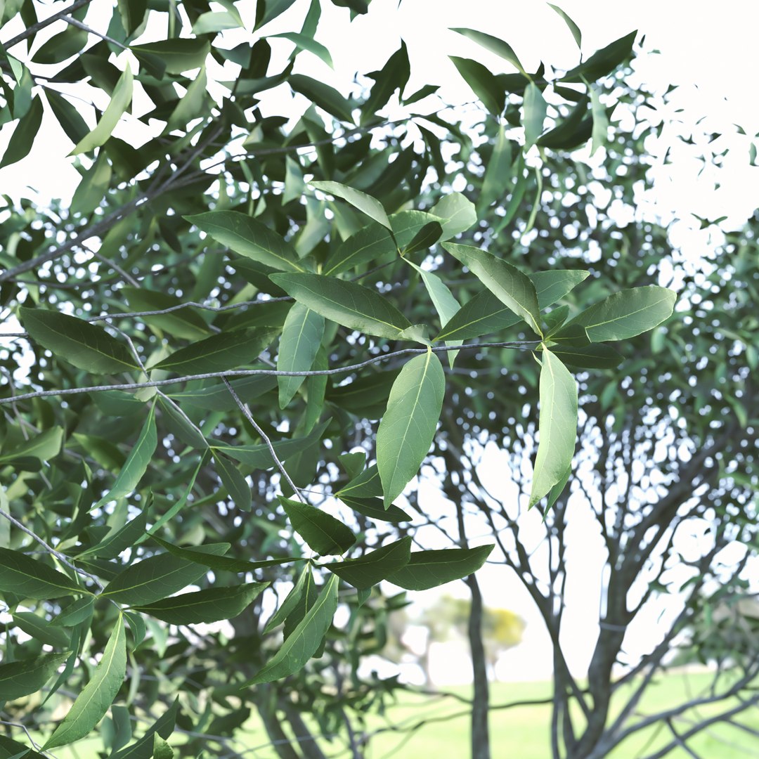 Set of Osmanthus Fragrans or Sweet Olive Tree  -  2 Tree model https://p.turbosquid.com/ts-thumb/XU/dQDvCx/xJ/4/jpg/1668678163/1920x1080/fit_q87/d576fffbcf53c010198826239195b1e567090548/4.jpg