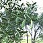 Set de Osmanthus Fragrans u Olivo Dulce - 2 Árboles