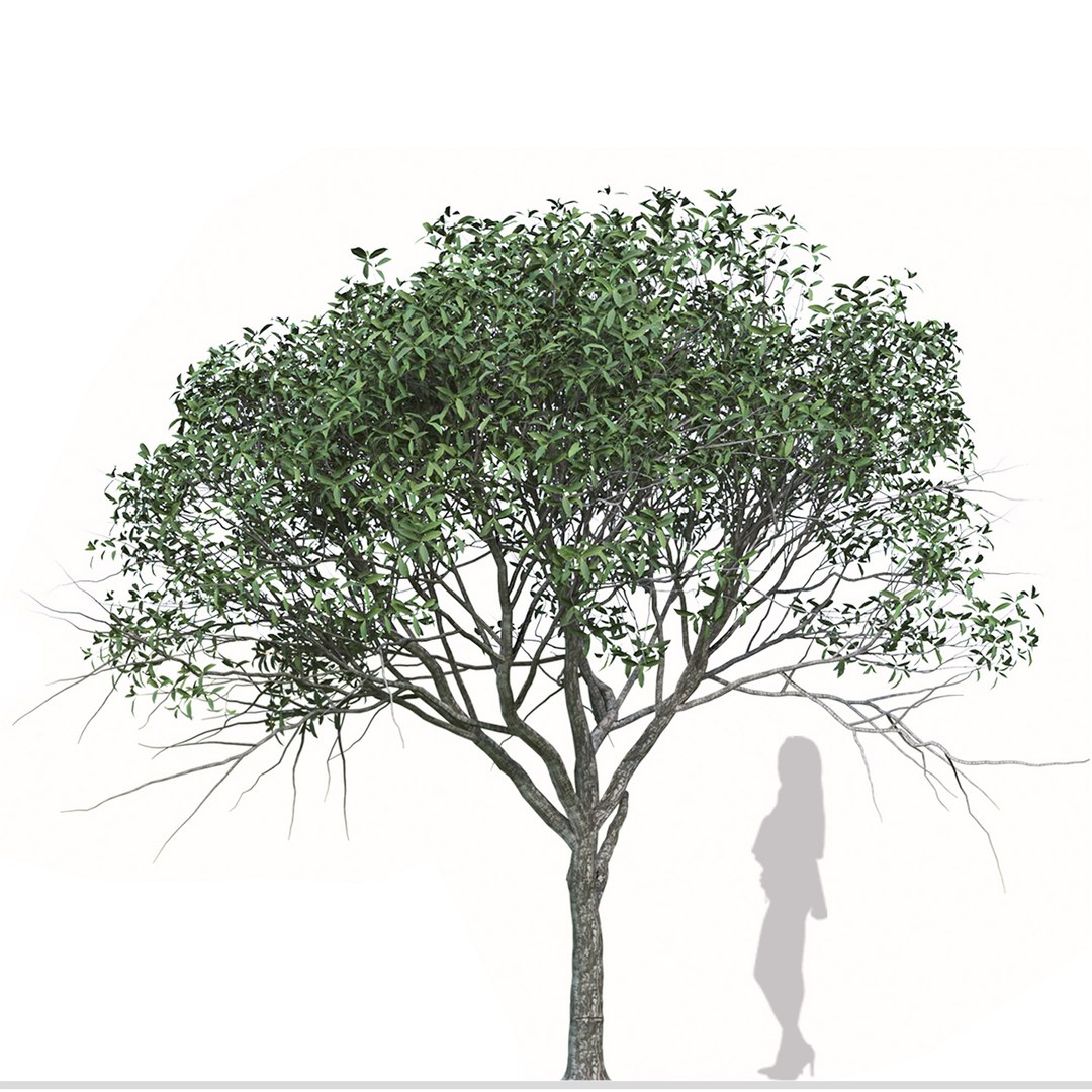 Set of Osmanthus Fragrans or Sweet Olive Tree  -  2 Tree model https://p.turbosquid.com/ts-thumb/XU/dQDvCx/zl/6/jpg/1668679400/1920x1080/fit_q87/057753730460ff0dd9858e11854435367ff75689/6.jpg