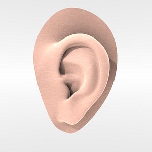 3d model ear