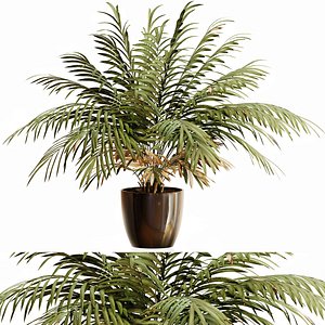 Palm plant 1 3D model