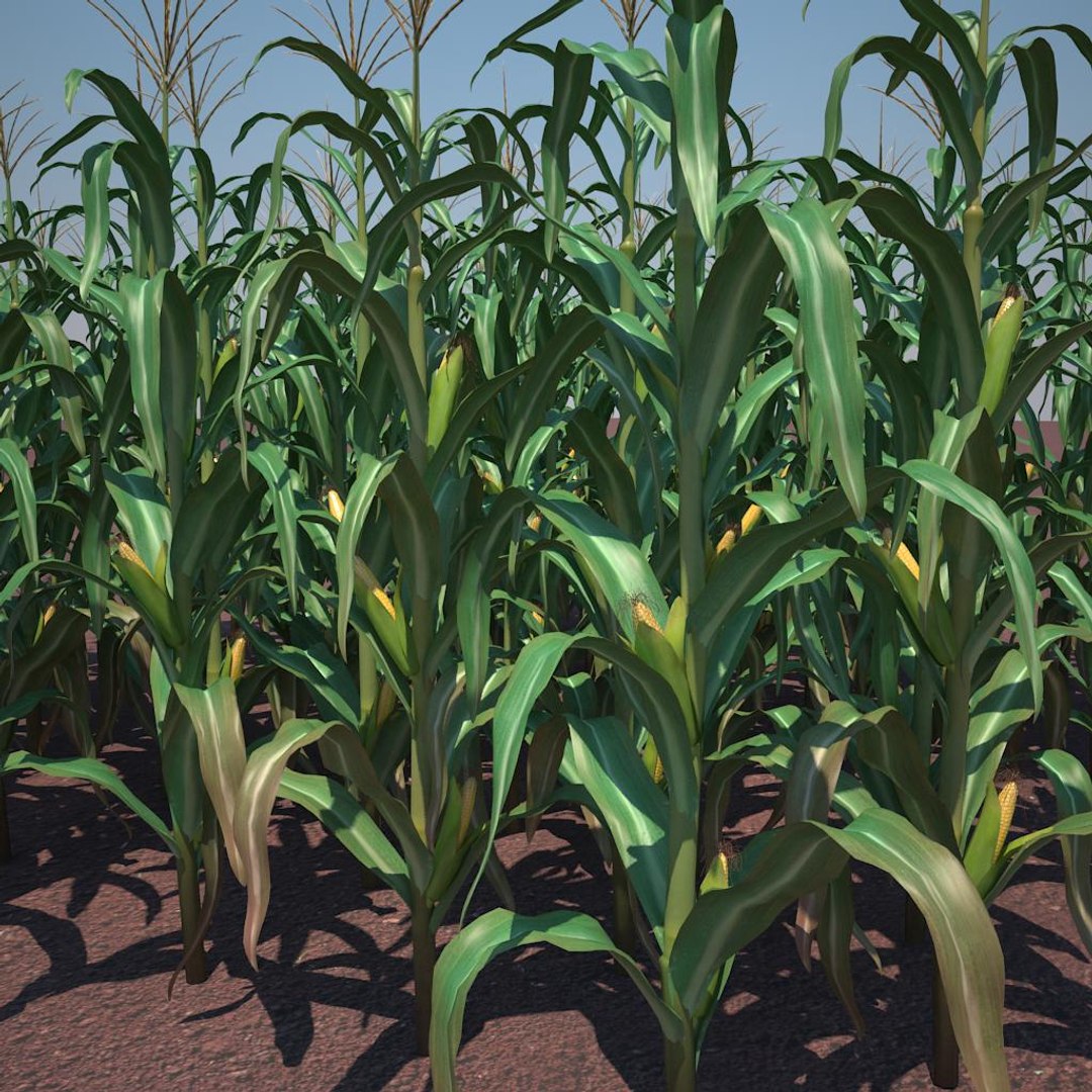 Corn Field Module 3d Max