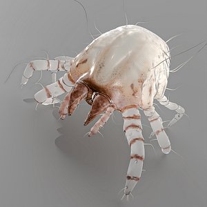 Dust Mite Rigged For Maya 3D