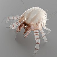 Dust Mite Rigged For Maya